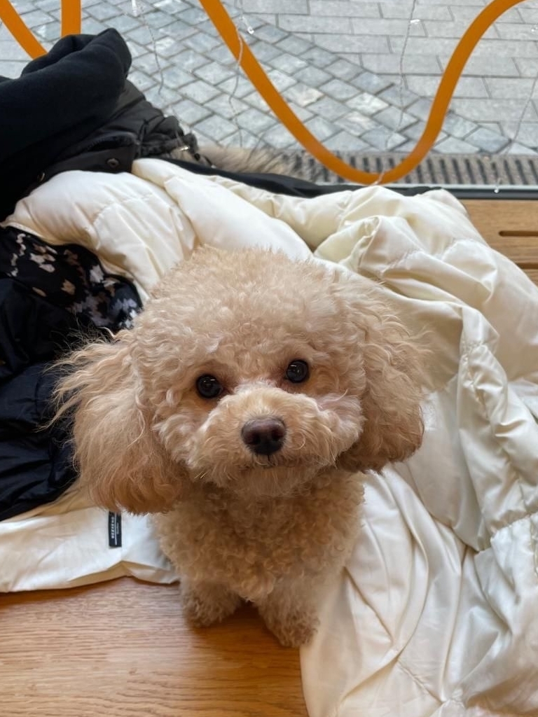 ТОЙ ПУДЕЛЬ -ДЕВОЧКА&nbsp; &nbsp;