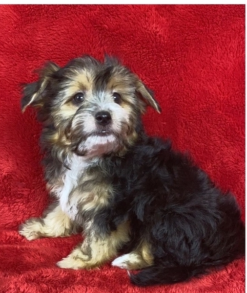 ВЕЛЮР-русская салонная собака-мальчик<br>