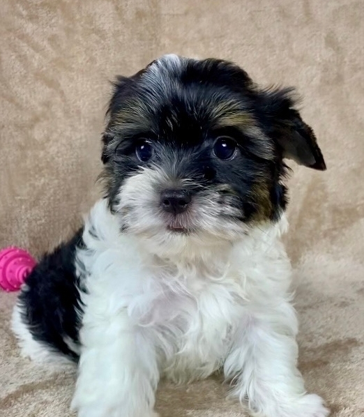 <span style="font-weight: bold;">Вишенка -русская салонная собака девочка</span>