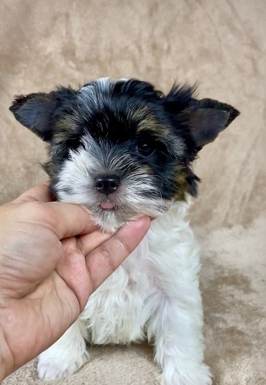 РУССКАЯ САЛОННАЯ СОБАКА-ДЕВОЧКА&nbsp;