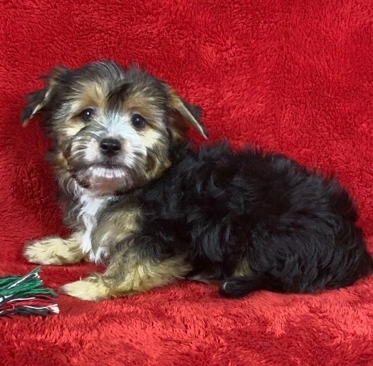 ВЕЛЮР-русская салонная собака-мальчик