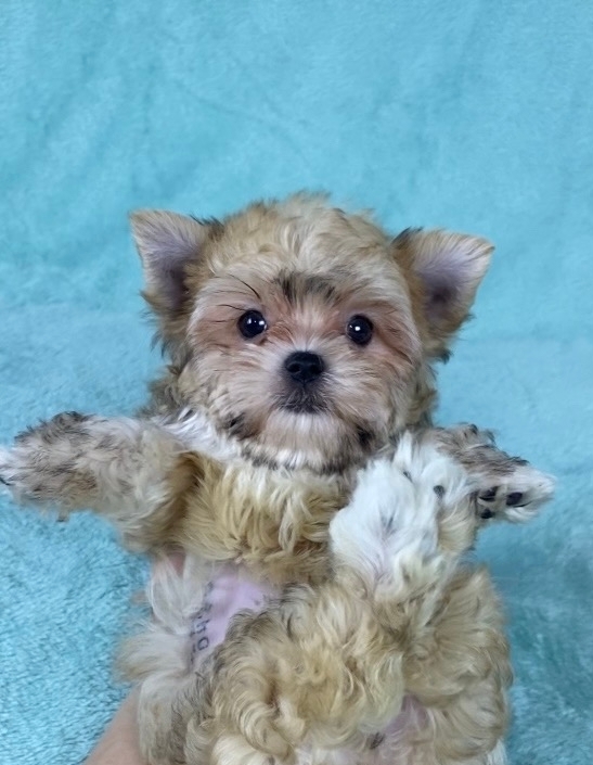 <span style="font-weight: bold;">генерал -русская салонная собака МАЛЬЧИК-СВОБОДЕН</span>