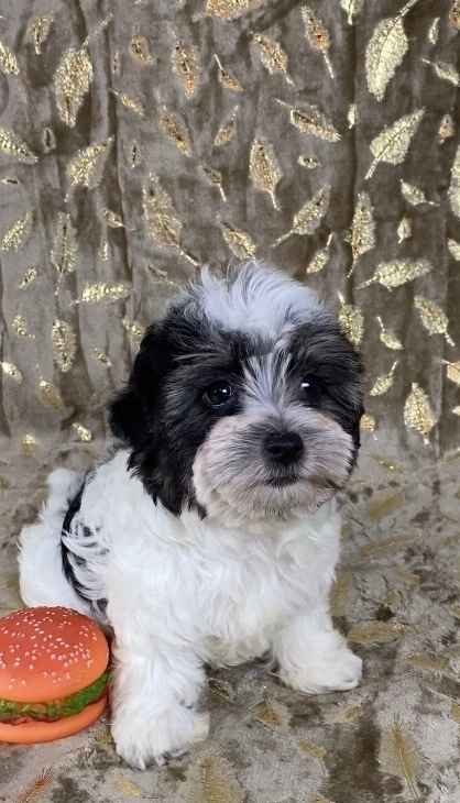 &nbsp; гРИЛЬЯЖ -русская салонная собака МАЛЬЧИК-СВОБОДЕН