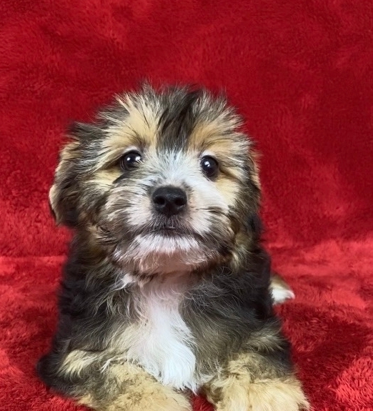 ВЕЛЮР-русская салонная собака-мальчик