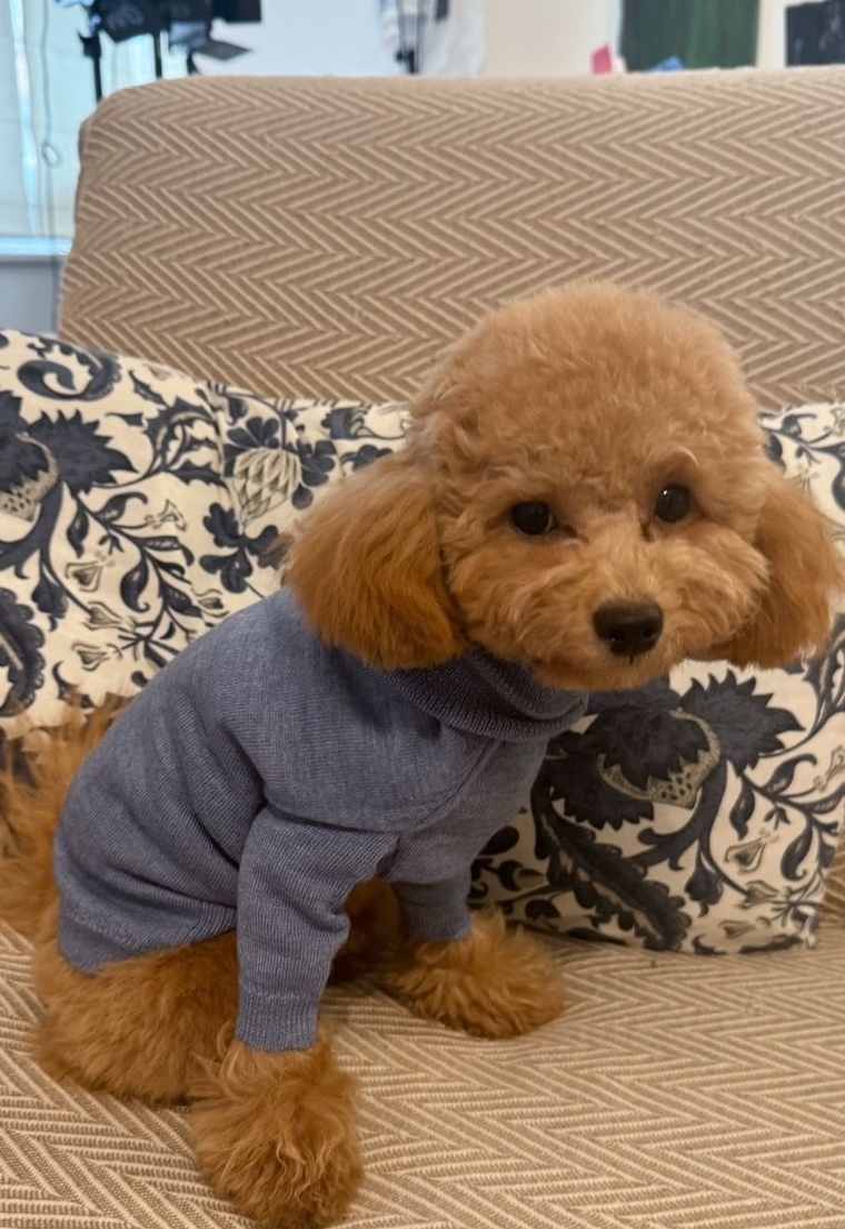 ТОЙ ПУДЕЛЬ-ДЕВОЧКА