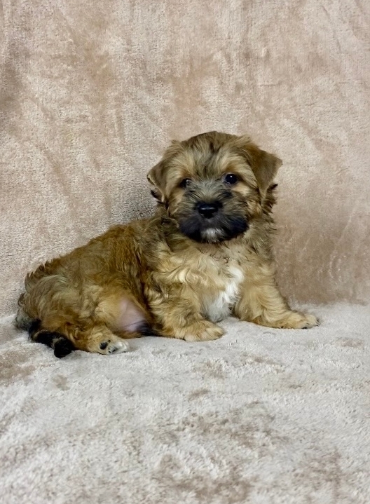 &nbsp;<span style="font-weight: bold;">Вираж-русская салонная собака-мальчик   </span>