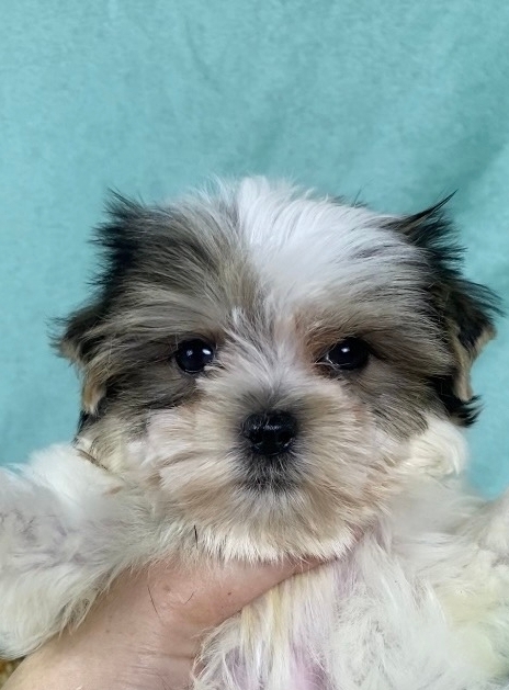 гРАФ -русская салонная собака МАЛЬЧИК-СВОБОДЕН