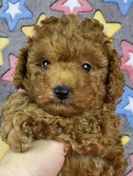 ТОЙ ПУДЕЛЬ-ДЕВОЧКА