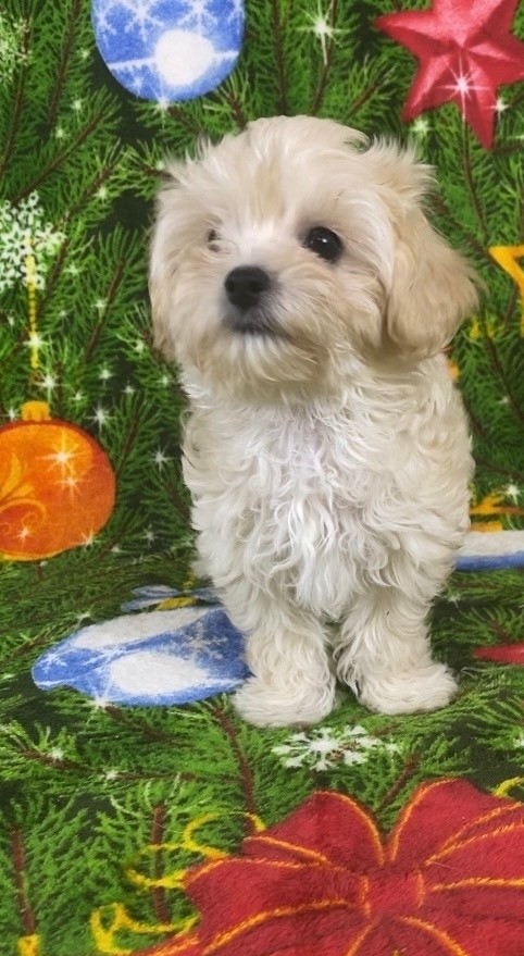 Русская салонная собака