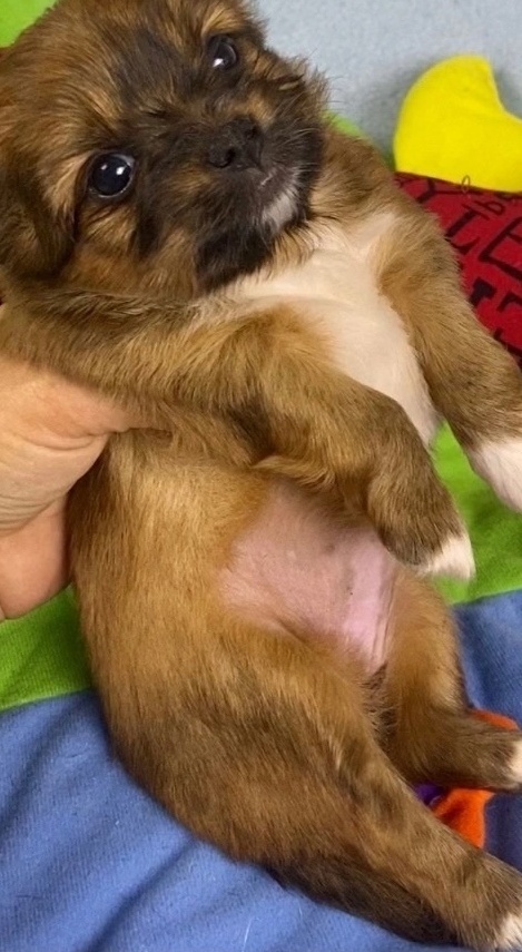 Русская салонная собака