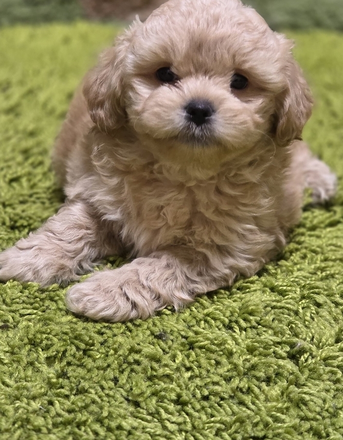 мальтипу F 1