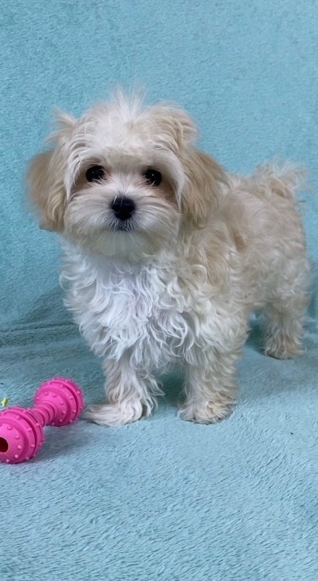 Русская салонная собака