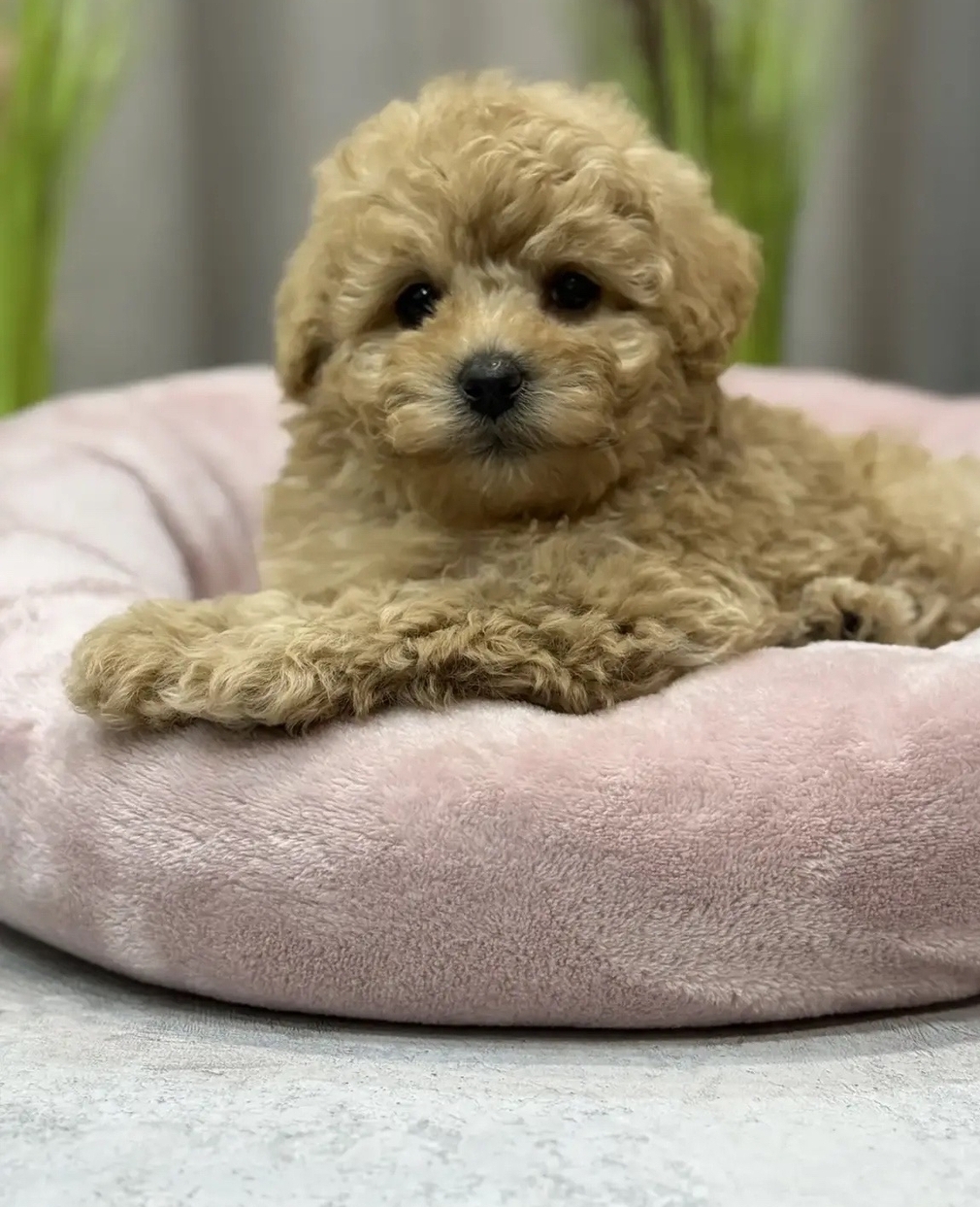 мальтипу щенки