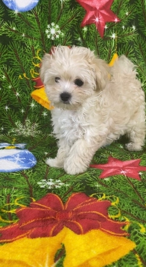 Русская салонная собака