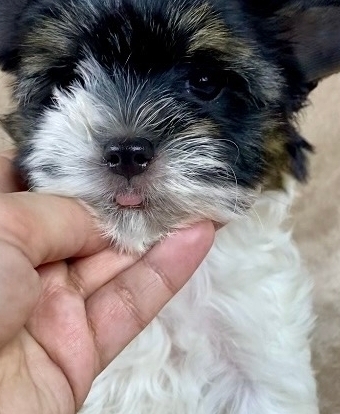 Русская салонная собака