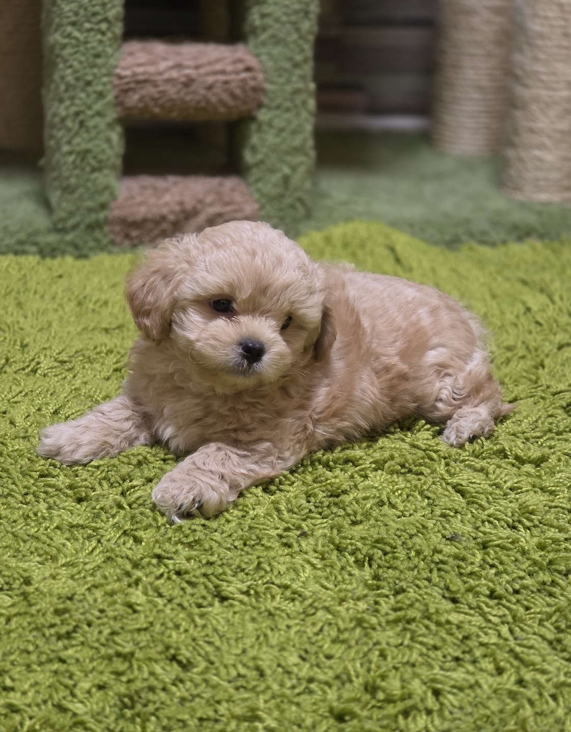 мальтипу F 1