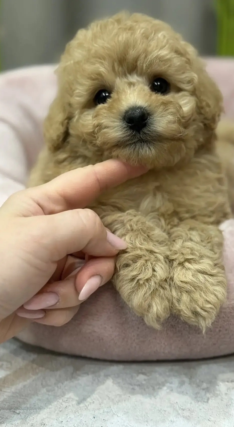 Русская салонная собака