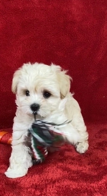 Русская салонная собака