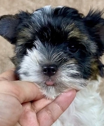 Русская салонная собака