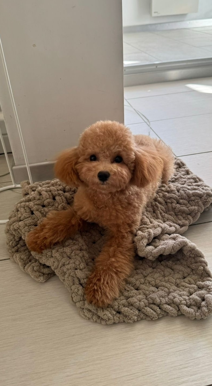 Русская салонная собака