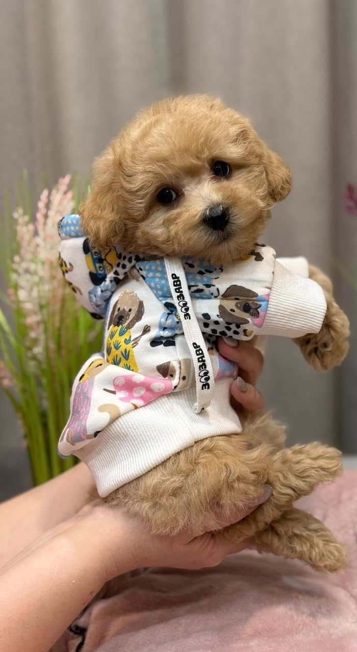 Русская салонная собака