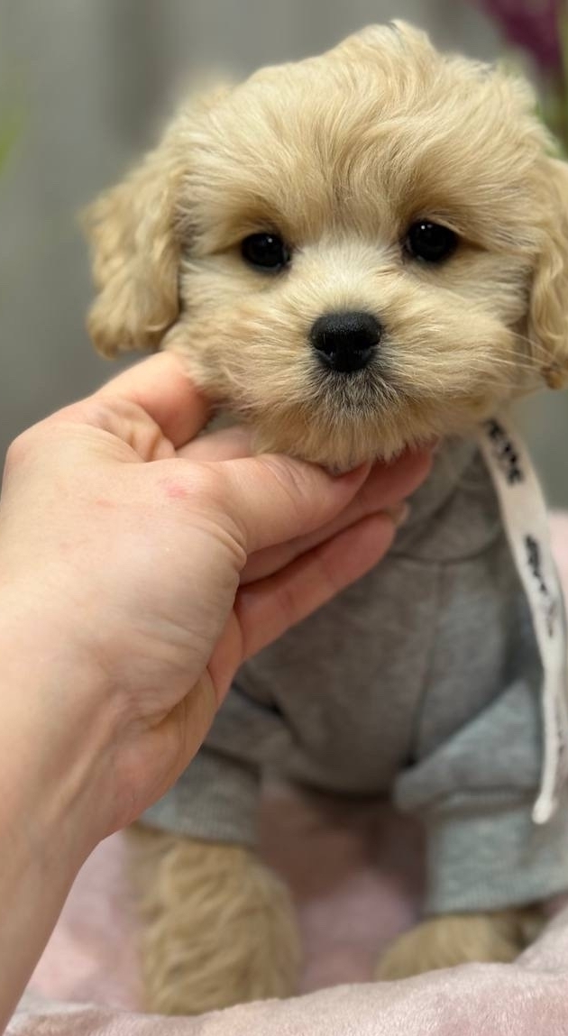 Русская салонная собака