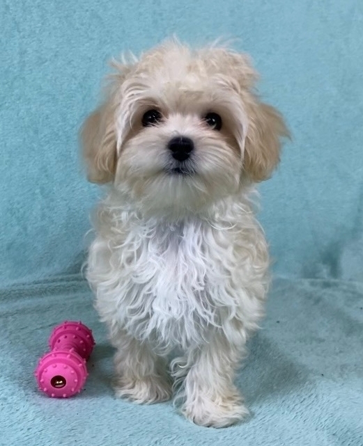 мальтипу щенки