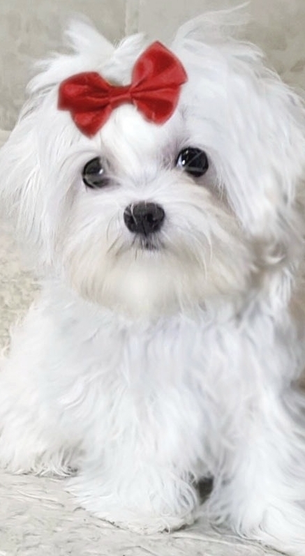 Русская салонная собака