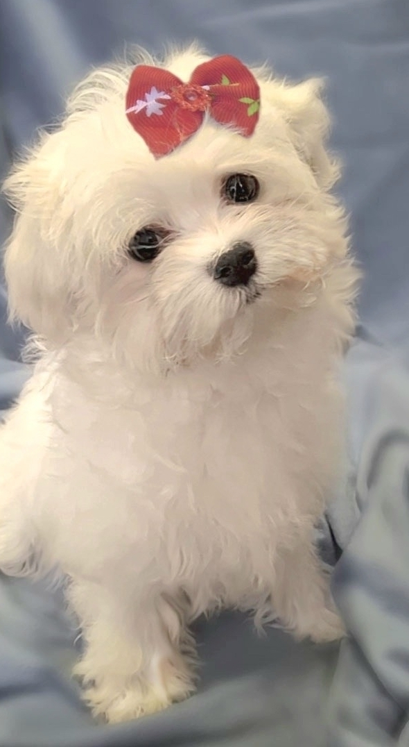 Русская салонная собака