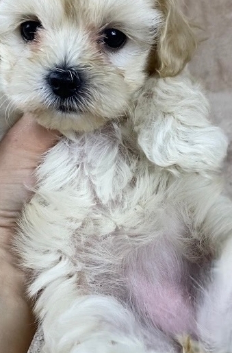 мальтипу F 1