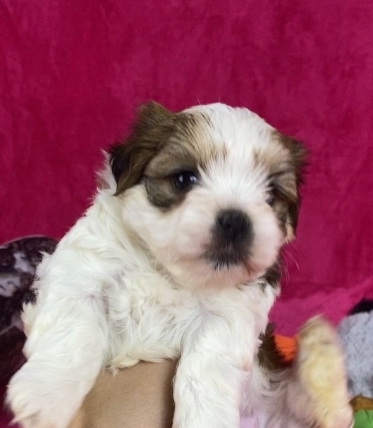 РУССКАЯ САЛОННАЯ СОБАКА-ДЕВОЧКА&nbsp;