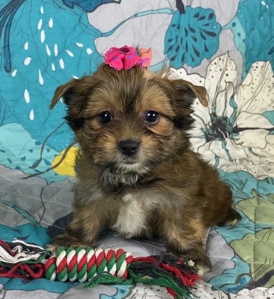 РУССКАЯ САЛОННАЯ СОБАКА-ДЕВОЧКА&nbsp;