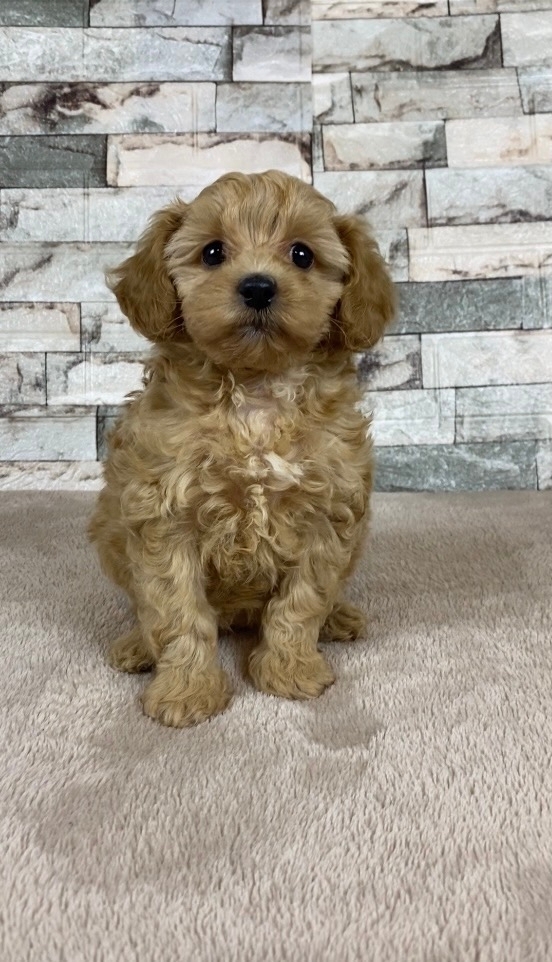 мальтипу щенки