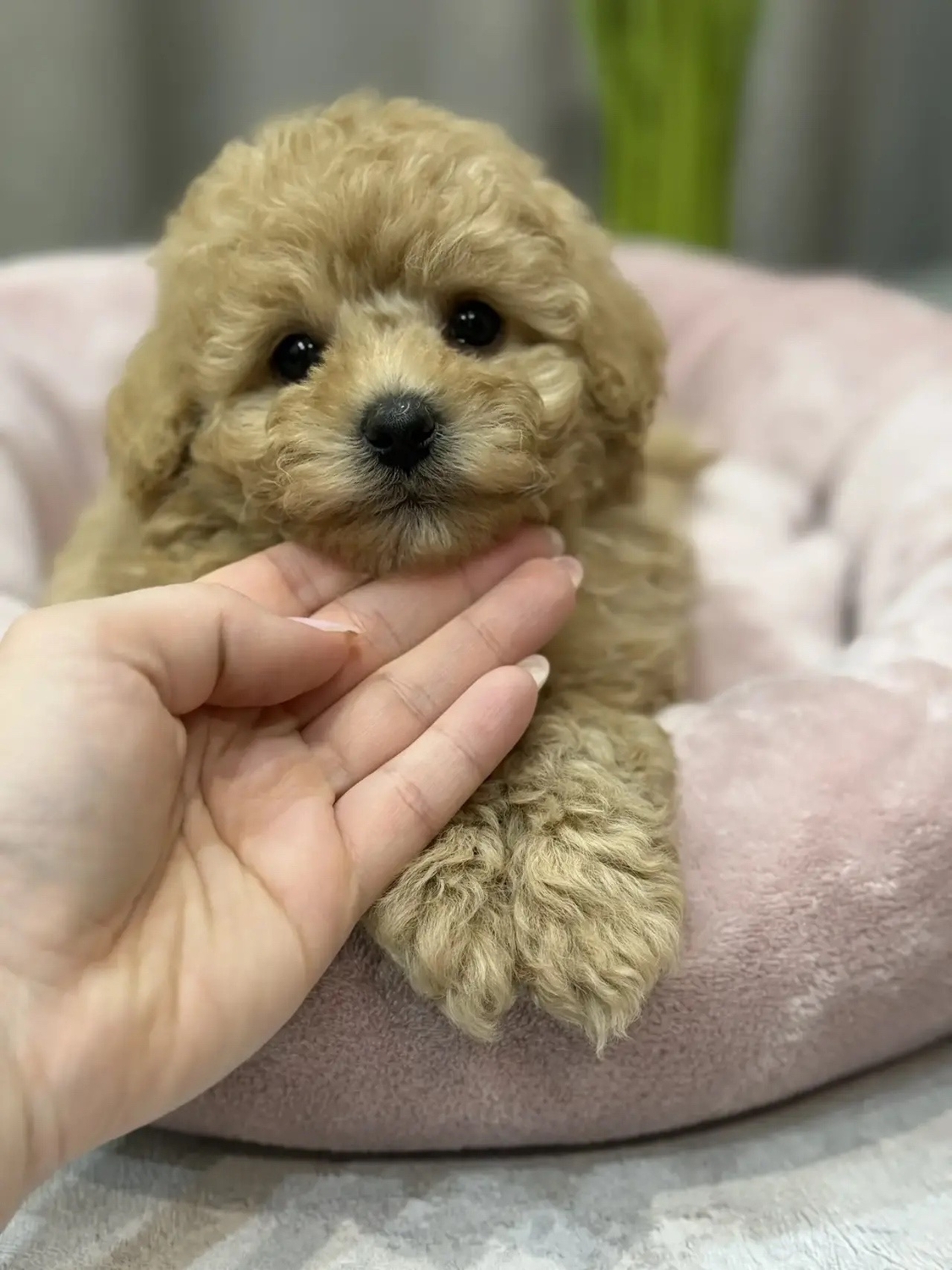 мальтипу F1 щенки