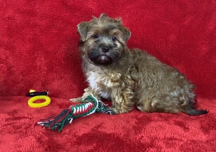 &nbsp; <span style="font-weight: bold;">Вираж-русская салонная собака-мальчик</span>