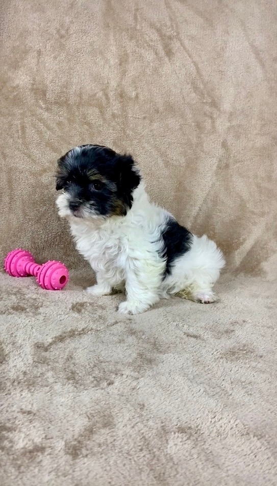 <span style="font-weight: bold;">Вишенка -русская салонная собака девочка</span>