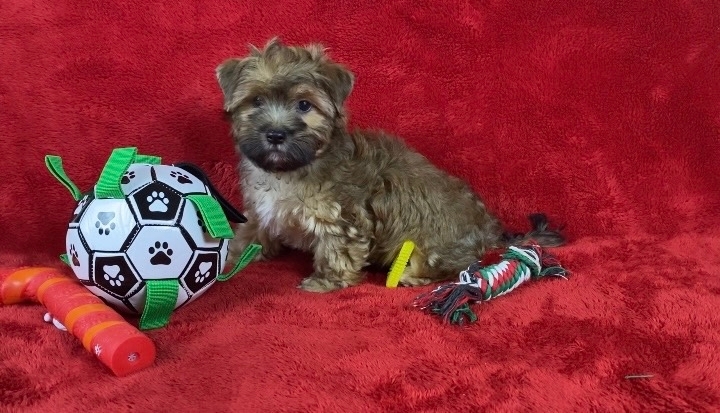 <span style="font-weight: bold;">Вираж-русская салонная собака-мальчик&nbsp;</span>