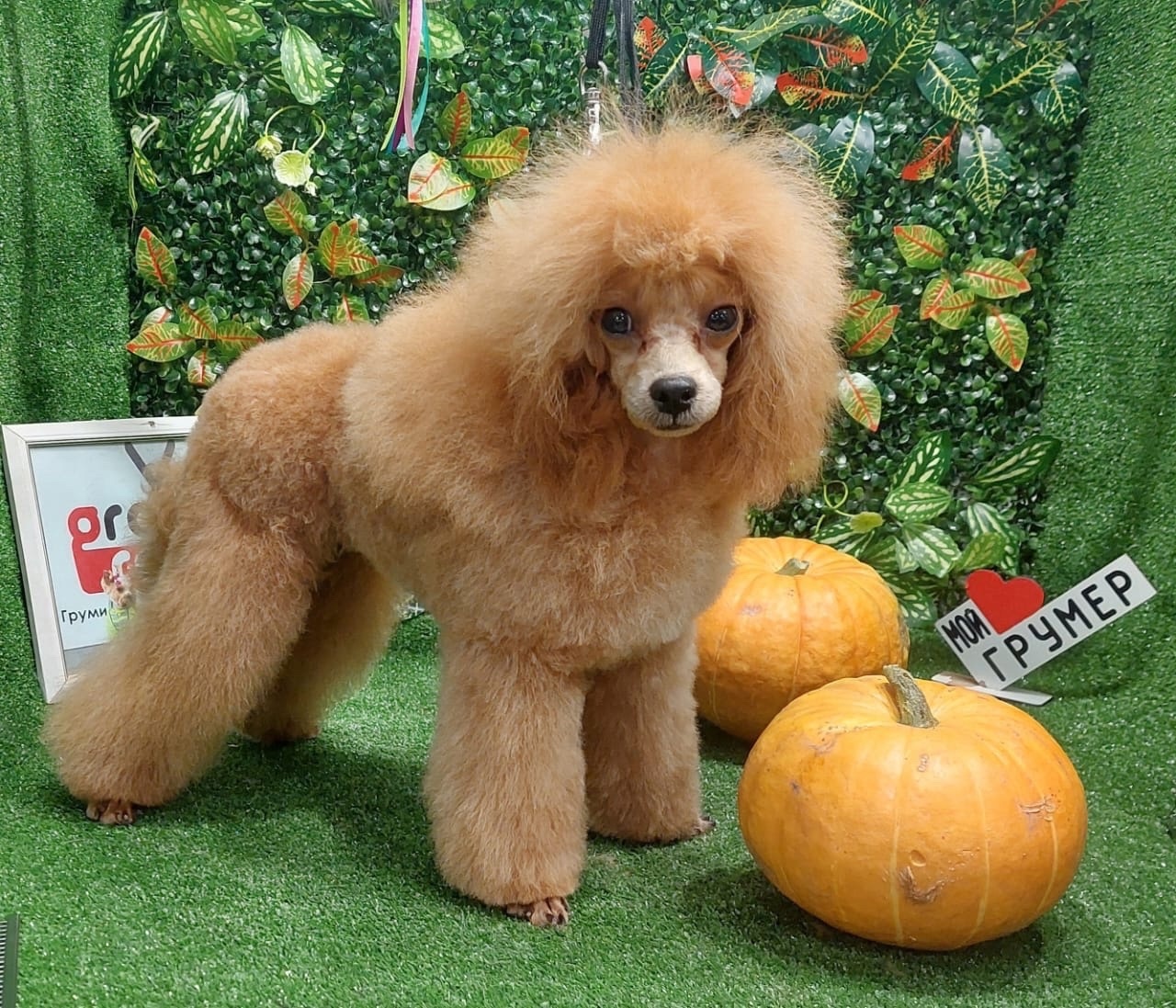 ТОЙ ПУДЕЛЬ -МАЛЬЧЧИК