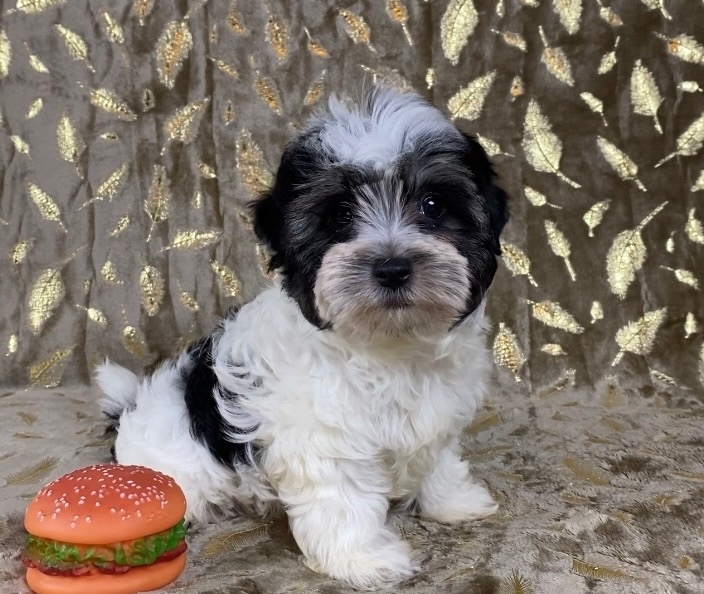 гРИЛЬЯЖ -русская салонная собака МАЛЬЧИК-СВОБОДЕН