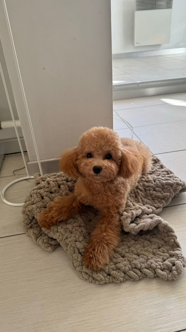 ТОЙ ПУДЕЛЬ-ДЕВОЧКА