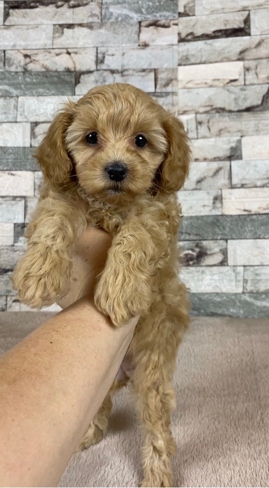 мальтипу щенки