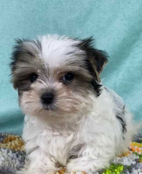 гРАФ -русская салонная собака МАЛЬЧИК-СВОБОДЕН