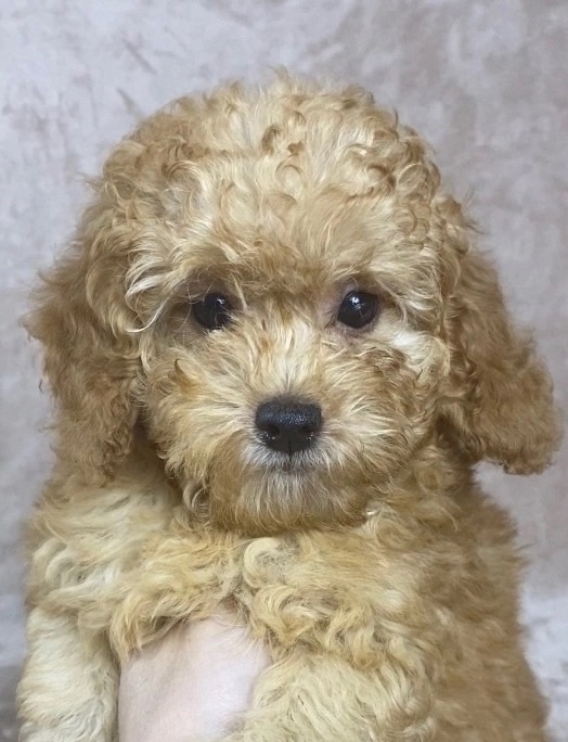 ТОЙ ПУДЕЛЬ-МАЛЬЧИК