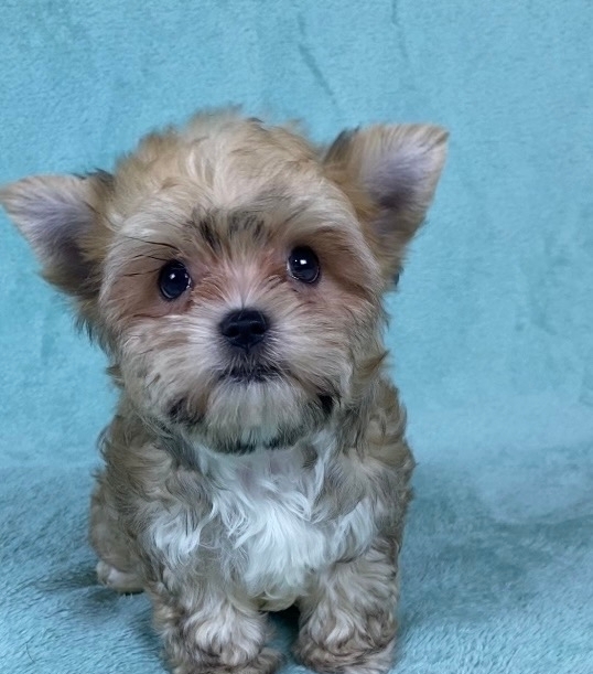 генерал -русская салонная собака МАЛЬЧИК-СВОБОДЕН