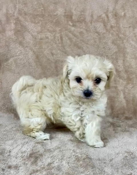 мальтипу F 1-ДЕВОЧКА&nbsp;