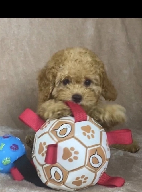 ТОЙ ПУДЕЛЬ -МАЛЬЧИК