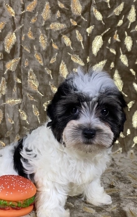 &nbsp;гРИЛЬЯЖ -русская салонная собака МАЛЬЧИК-СВОБОДЕН