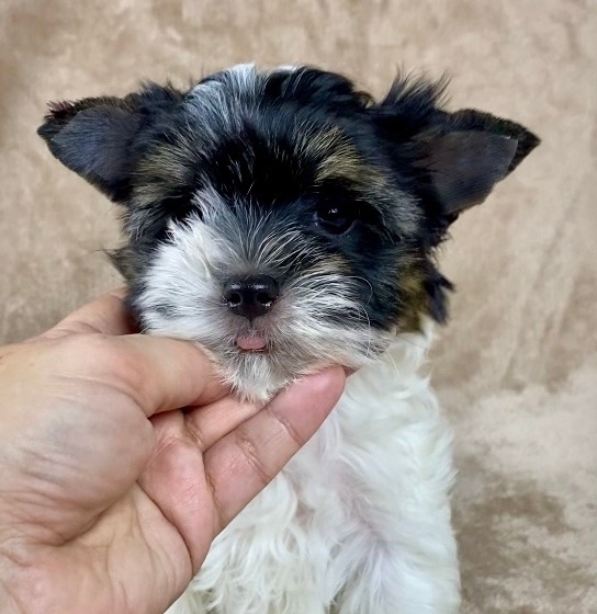 <span style="font-weight: bold;">Вишенка -русская салонная собака девочка-ПРОДАНА</span>