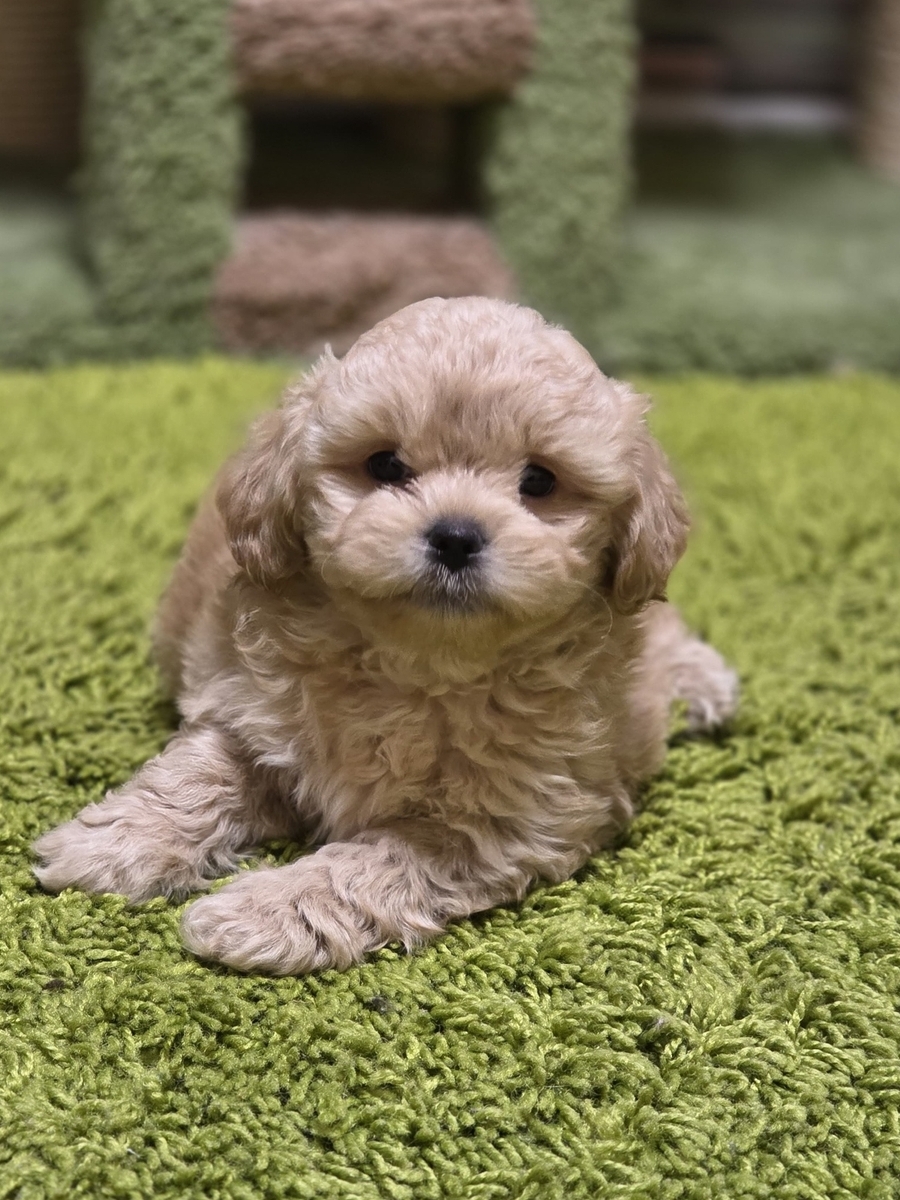 мальтипу F 1-мальчик