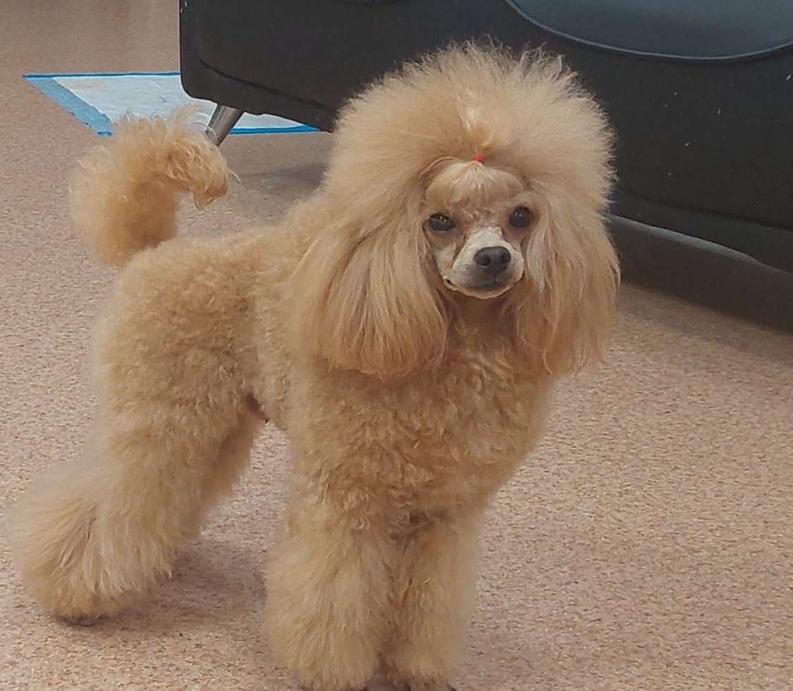 ТОЙ ПУДЕЛЬ -МАЛЬЧИК